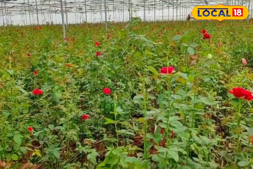 Rabi Season Flower Farming Tips | रबी सीजन में फूलों की खेती से बढ़ी कमाई