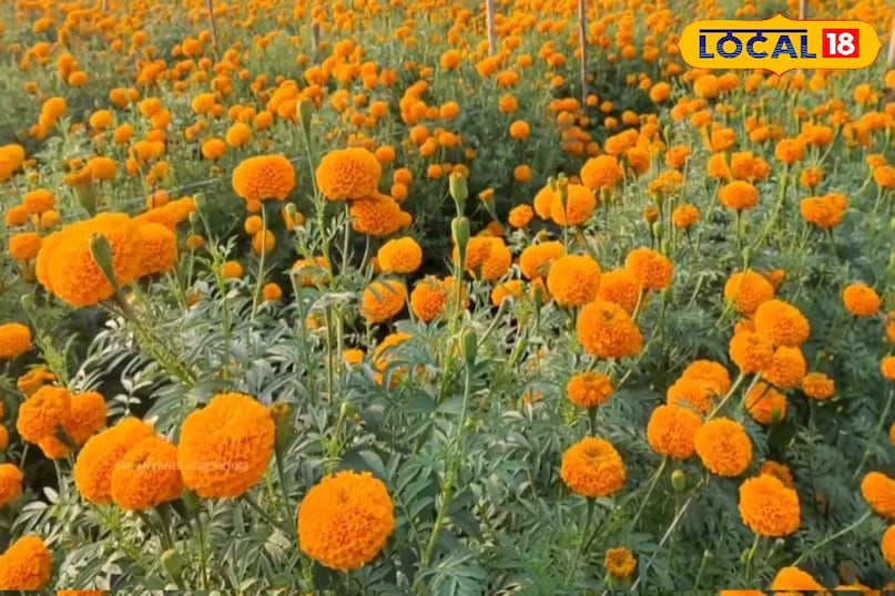 Rabi Season Flower Farming Tips | रबी सीजन में फूलों की खेती से बढ़ी कमाई