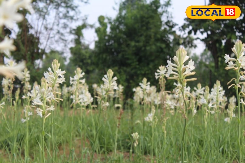 Rabi Season Flower Farming Tips | रबी सीजन में फूलों की खेती से बढ़ी कमाई