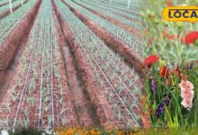 रबी सीजन में फूलों की खेती से बढ़ी किसानों की आमदनी | Flower Farming in Rabi Season for High Profit