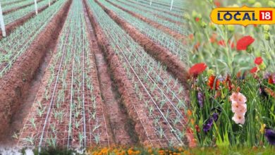 रबी सीजन में फूलों की खेती से बढ़ी किसानों की आमदनी | Flower Farming in Rabi Season for High Profit
