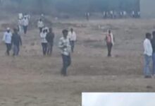 राजस्थान-एमपी बॉर्डर पर वन्यजीवों का कहर, करौली में टाइगर और मुरैना में मगरमच्छ का हमला, लोगों में दहशत