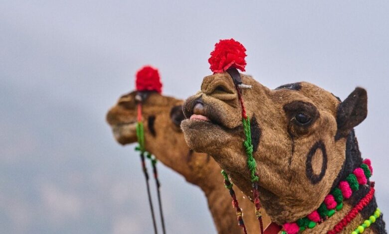 Pushkar Mela 2025: पुष्कर मेले में रईसी का जलवा! घोड़ों की एंट्री ने किया सबको हैरान, कीमत सुनकर उड़ जाएंगे होश