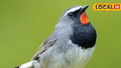 हिमालय की ऊंचाइयों से भरतपुर तक का सफर! केवलादेव नेशनल पार्क में पहली बार दिखा दुर्लभ ‘हिमालयन रूबी थ्रोट’ बर्ड