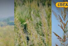 Bharatpur News : भरतपुर के खेत बने प्रकृति का कैनवास, सरपते के फूलों ने बिखेरी सर्दियों की पहली खुशबू