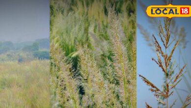 Bharatpur News : भरतपुर के खेत बने प्रकृति का कैनवास, सरपते के फूलों ने बिखेरी सर्दियों की पहली खुशबू