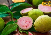 Health Tips: प्राकृतिक औषधि से कम नहीं है यह फल, इसे खाने से दिल की बीमारियों से मिलता है छुटकारा, पूरा शरीर रहता है स्वस्थ