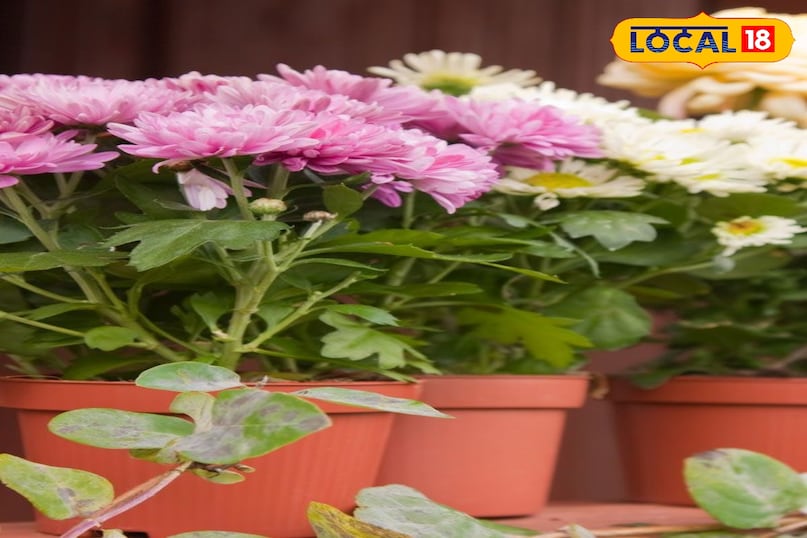 लंबे समय तक खिलती है अगर इनकी सही देखभाल की जाए तो ये फूल कई महीने तक खिले रहते हैं खासकर सर्दियों में। अगर इसे घर के अंदर लगाएं तो यह हवा को शुद्ध करने में मदद करती है। हर जगह उग सकती है इसे आप बगीचे की मिट्टी में, गमले में, बालकनी में या फिर छोटे सजावटी गमलों में भी लगा सकते हैं। 