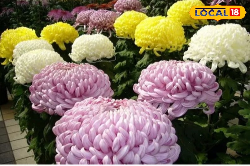 धूप और मिट्टी का ख्याल इस पौधे को रोज कम से कम 5-6 घंटे की सीधी धूप चाहिए। सुबह की धूप सबसे अच्छी रहती है। मिट्टी का ख्याल गुलदाउदी को ऐसी मिट्टी पसंद है जहां पानी जमा न हो। मिट्टी में पोषण के लिए गोबर की खाद या वर्मीकम्पोस्ट मिलाएं