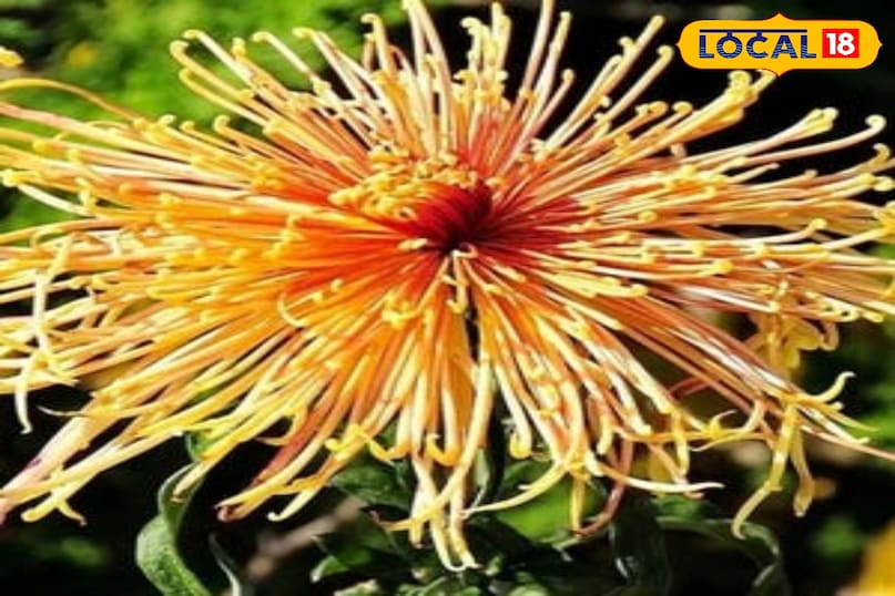 कुछ मशहूर किस्में. स्पाइडर मम इनकी पंखुड़ियां लंबी और टेढ़ी-मेढ़ी होती हैं जैसे मकड़ी के पैर दूसरा पोम्पोन मम इनके फूल छोटे और गोल होते हैं जैसे गेंद। तीसरा डेज़ी मम यह देखने में डेज़ी फूल की तरह लगती है।