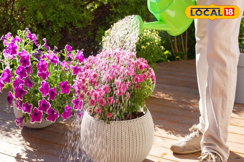 पानी देना और कीटों से बचाव. मिट्टी के ऊपरी हिस्से के सूखने पर ही पानी दें। ज्यादा पानी देने से पौधे की जड़ें सड़ सकती हैं। गर्मी में थोड़ा ज्यादा और सर्दी में कम पानी दें। कभी-कभी इस पर छोटे-छोटे कीड़े लग जाते हैं। इनसे बचाने के लिए नीम के तेल का स्प्रे बनाकर हफ्ते में एक बार छिड़काव करें। 