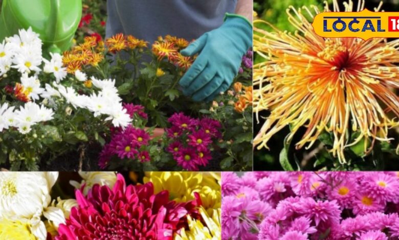 Gardening Tips: सर्दियों का स्टार फूल ! गुलदाउदी से चमक उठेगा आपका बगीचा, हवा भी होगी शुद्ध 