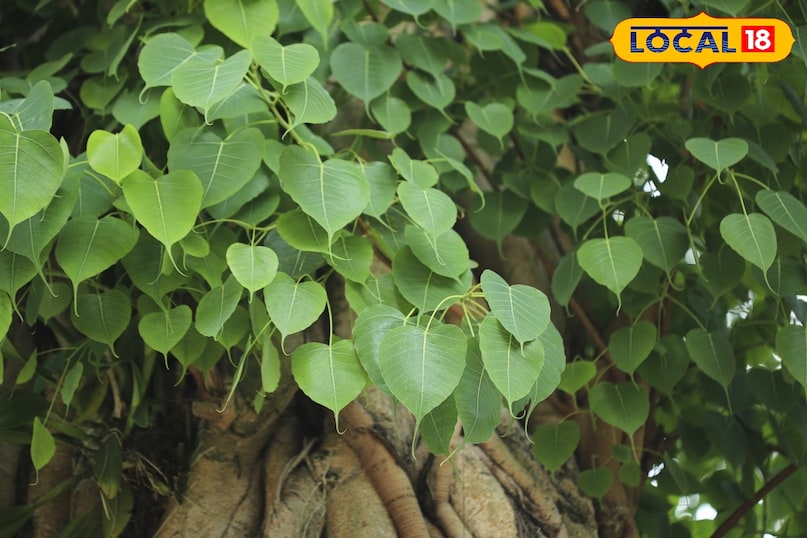 पीपल का पेड़: पूजा करने से पापों का नाश, डायबिटीज में रामबाण औषधि