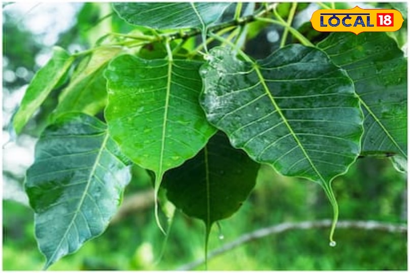 पीपल का पेड़: पूजा करने से पापों का नाश, डायबिटीज में रामबाण औषधि