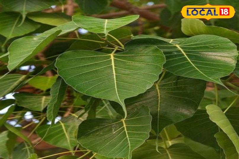 पीपल का पेड़: पूजा करने से पापों का नाश, डायबिटीज में रामबाण औषधि