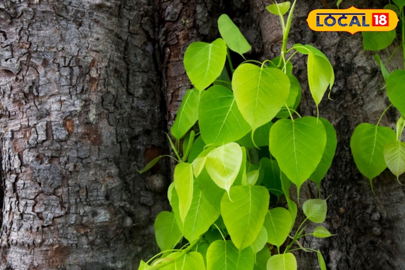 पीपल का पेड़: पूजा करने से पापों का नाश, डायबिटीज में रामबाण औषधि