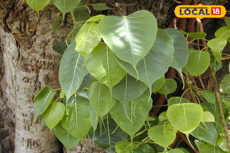 पीपल का पेड़: पूजा करने से पापों का नाश, डायबिटीज में रामबाण औषधि