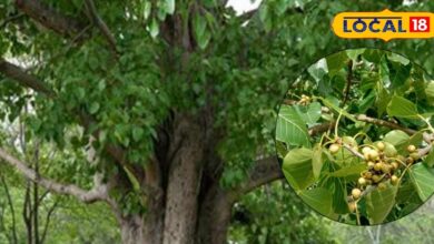 Peepal Tree Benefits: A Sacred Plant that Cures Diabetes and Removes Negativity