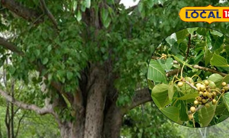 Peepal Tree Benefits: A Sacred Plant that Cures Diabetes and Removes Negativity