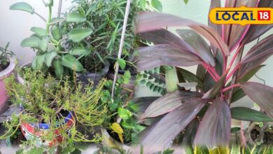 लाल रूबी, अरेलिया, स्नेक प्लांट से घर सजाएं: आसान टिप्स