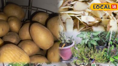 Gardening Tips: आलू के छिलके को डस्टबिन में फेंकना भूलें, अपनाएं यह देसी तरीका और पौधों में फूंकें जान