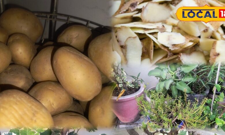 Gardening Tips: आलू के छिलके को डस्टबिन में फेंकना भूलें, अपनाएं यह देसी तरीका और पौधों में फूंकें जान