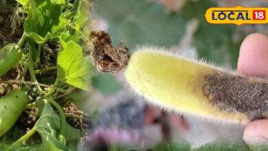काली पड़कर गिर रही है लौकी? अपनाएं सिरोही किसान का देसी उपाय, फंगस और कीट दोनों हो जाएंगे दूर