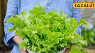 Lettuce Farming | Rooftop Gardening | Winter Vegetable | Healthy Salad Leaves | Urban Farming | Kitchen Garden Tips | Organic Vegetables at Home