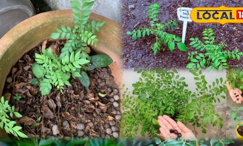 करी पत्ता का पौधा सर्दियों में कैसे लगाएं और रखें हरा-भरा.