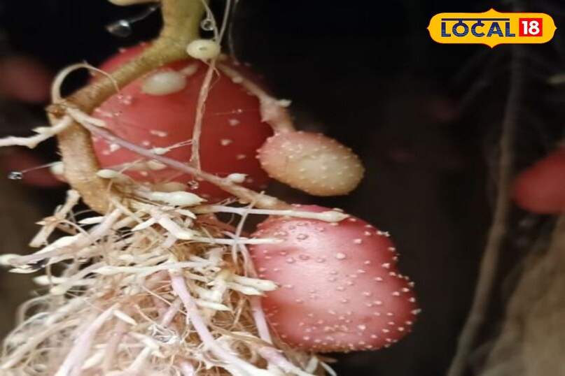 agriculture News 