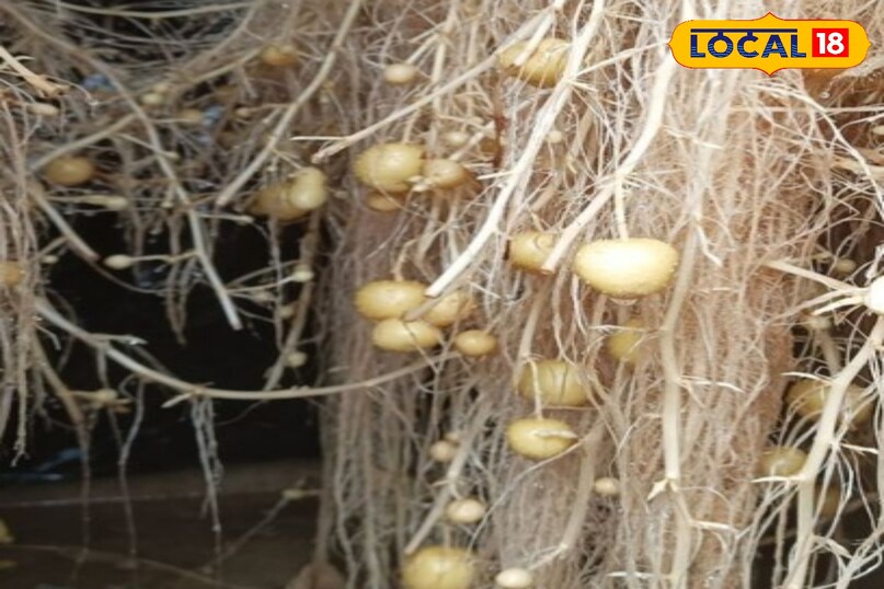 agriculture News 