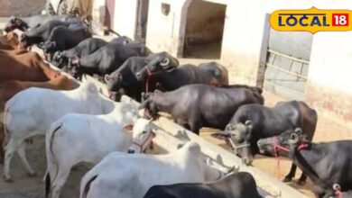 पशुपालकों के लिए लाभदायक है बाइपास फैट...जानिए ये कैसे करता है दूध उत्पादन बढ़ाने में मदद