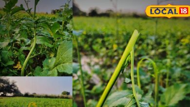 भरतपुर में सर्दियों में सरसों के साग की असली पहचान और सेहत के फायदे.