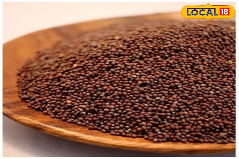 सरसों के बीज: माइक्रोग्रीन्स के लिए विशेष रूप से बेचे जाने वाले बीज ही खरीदें। साधारण बगीचे के बीज उपयुक्त नहीं होते क्योंकि उन पर कीटनाशक हो सकते हैं। कोकोपीट सबसे अच्छा विकल्प है। यह हल्का, स्टेराइल और पानी रोकने वाला होता है।