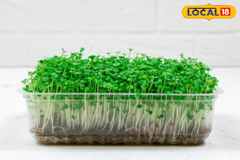 उगाने के लिए ट्रे/कंटेनर: कोई भी उथला बर्तन जैसे प्लास्टिक की ट्रे, टूटे हुए मग, दही के कंटेनर, या फिर विशेष रूप से बनी माइक्रोग्रीन्स ट्रे। नीचे जल निकासी के छेद होना जरूरी है।