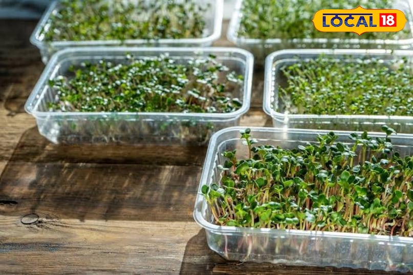 बीजों को भिगोना: लगभग 2-3 बड़े चम्मच सरसों के बीज लें और उन्हें एक बाउल में डालें। बीजों पर उसका दोगुना या तिगुना पानी डालें। इन्हें 6-8 घंटे या रातभर के लिए भिगोकर छोड़ दें। इससे बीजों का अंकुरण तेज होगा