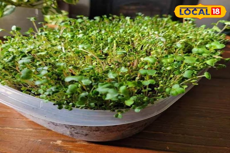 3-4 दिनों में आप देखेंगे कि बीज अंकुरित हो गए हैं और छोटे-छोटे तने निकल आए हैं। अब कवर हटा दें। अब इन ट्रे को रोशनी वाली जगह पर ले आएं, लेकिन सीधी तेज धूप में नहीं। उत्तर दिशा वाली खिड़की या फिर बालकनी की हल्की धूप आदर्श है। आप देखेंगे कि अब पौधे हरे रंग के होने लगेंगे।