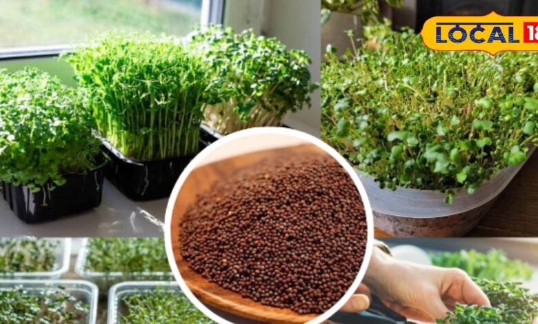 Gardening Tips: घर बैठे उगाएं हेल्दी माइक्रोग्रीन्स! सरसों के छोटे पौधों में छिपा बड़ा पोषण राज!
