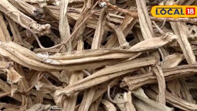 Health Tips: हड्डी जोड़ने वाली गांगडी! दर्द मिटाए, फ्रैक्चर जोड़े- पूरी तरह आयुर्वेदिक, सर्दियों की संजीवनी!