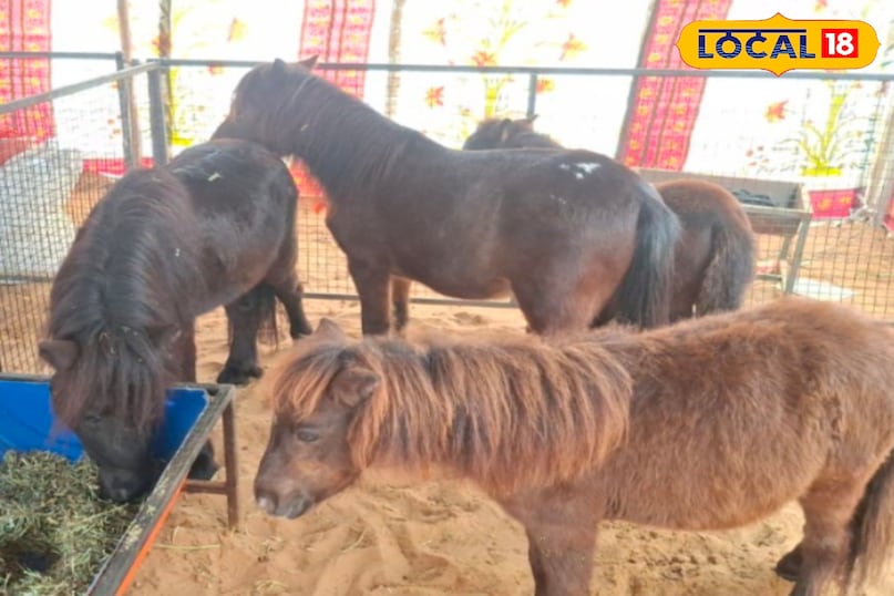 पुष्कर मेला 2025