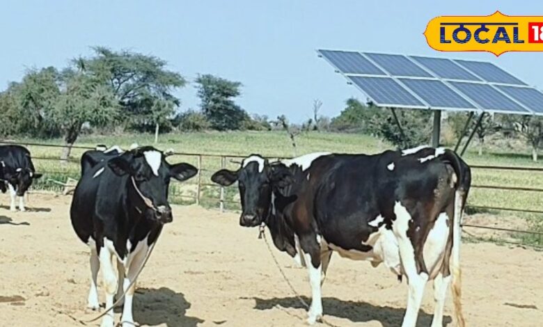 Animal Husbandry : सर्द हवाओं से पशु भी परेशान! दूध घटा, रोग बढ़े - संभलिए, वरना होगा बड़ा नुकसान