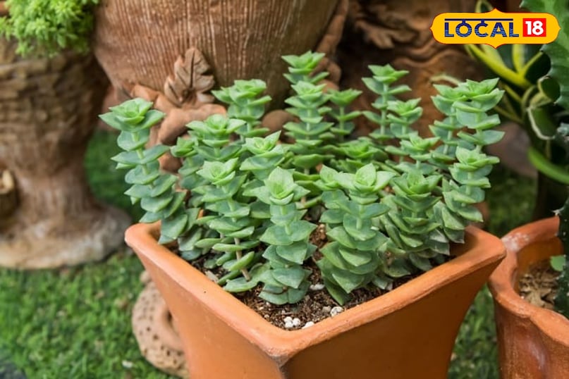 क्रासुला ओवेटा या जेड प्लांट जेड प्लांट को शुभ माना जाता है और यह अपनी मोटी, चमकदार पत्तियों के लिए लोकप्रिय है। परिपक्व होने पर यह सर्दियों में तारों के आकार के छोटे सफेद या हल्के गुलाबी फूलों के गुच्छे देता है। इसे फूल आने के लिए थोड़े तनाव की जरूरत होती है। इसलिए फूल दिखना एक अच्छे और परिपक्व पौधे की निशानी है।