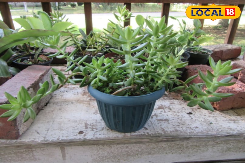 सेडुम या स्टोनक्रॉप सेडुम की कई किस्में हैं। इनमें से कुछ गर्मियों के अंत या शरद ऋतु में इतने घने फूल देते हैं कि पत्तियाँ दिखनी बंद हो जाती हैं। फूल गुलाबी, बैंगनी या सफेद रंग के होते हैं और तितलियों व मधुमक्खियों को बहुत आकर्षित करते हैं पूरी धूप में यह सबसे अच्छे से फलता-फूलता है। एक बार लग जाने के बाद यह बहुत ही कम पानी में जीवित रह सकता है। यह जमीन को ढकने वाला एक बेहतरीन पौधा है और बालकनी या छत के बगीचे के लिए परफेक्ट है क्योंकि यह गर्मी और धूप को बर्दाश्त कर लेता है।