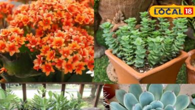 Gardening Tips: कम देखभाल में खिले रंग-बिरंगे फूल! रसीले पौधों से घर बनेगा खूबसूरती का ठिकाना