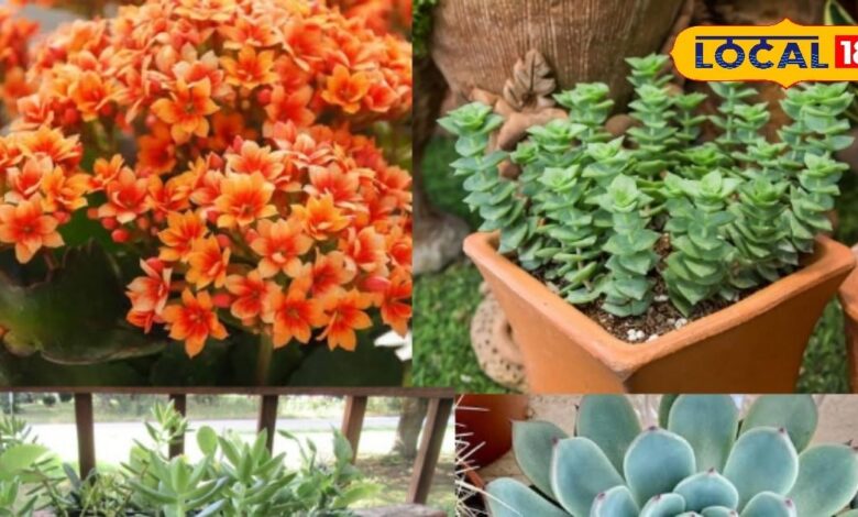 Gardening Tips: कम देखभाल में खिले रंग-बिरंगे फूल! रसीले पौधों से घर बनेगा खूबसूरती का ठिकाना