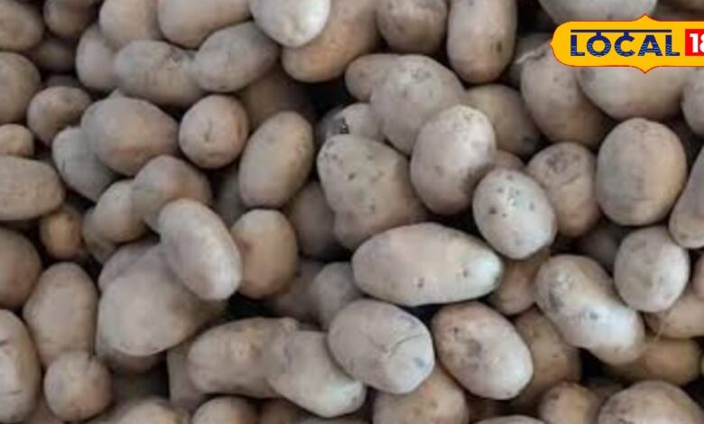 शेखावाटी में नया आलू लेट, दाम हुए डबल! खेतों में फसल अधूरी, रसोई पर पड़ेगा सीधा असर