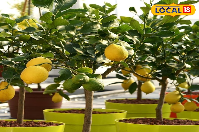 कौन सी किस्में हैं उपयुक्त? ऐसी किस्में चुनें जो प्राकृतिक रूप से छोटी हों या फिर गमले में उगने के लिए अनुकूल हों। भारतीय मौसम के हिसाब से मेयर लेमन , कैलामोंडिन, कागजी नींबू और किन्नू बेहतर विकल्प हैं। ये पेड़ आमतौर पर 2 से 4 फीट की ऊंचाई तक बढ़ते हैं और मध्यम आकार के गमलों में आसानी से फल देते हैं।