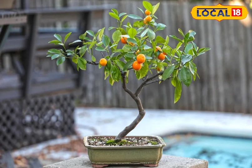 पानी देना है सबकी अलग जरूरत मिट्टी को हल्का नम रखें, लेकिन कभी भी कीचड़ जैसा गीला न होने दें। गर्मियों में रोजाना पानी देना पड़ सकता है, जबकि सर्दियों में कम। हर बार पानी देने से पहले मिट्टी की ऊपरी सतह को जरूर चेक करें—सूखी लगे तभी पानी दें। 