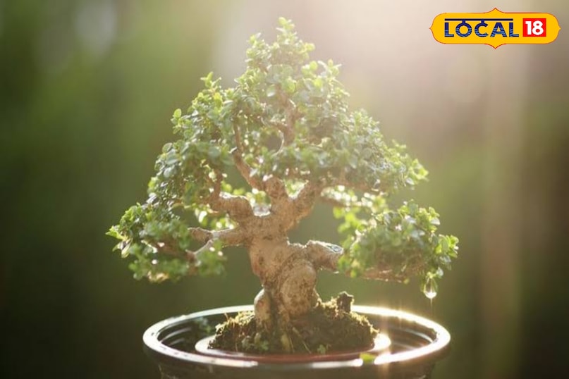 धूप है सबसे जरूरी इन पेड़ों को रोजाना कम से कम 5-6 घंटे की सीधी धूप चाहिए। बालकनी या छत का ऐसा कोने चुनें जहां धूप पूरी आती हो। अगर धूप एक तरफ से आ रही है, तो हर कुछ दिनों में गमले का रुख बदलते रहें ताकि पेड़ का विकास समान रूप से हो।