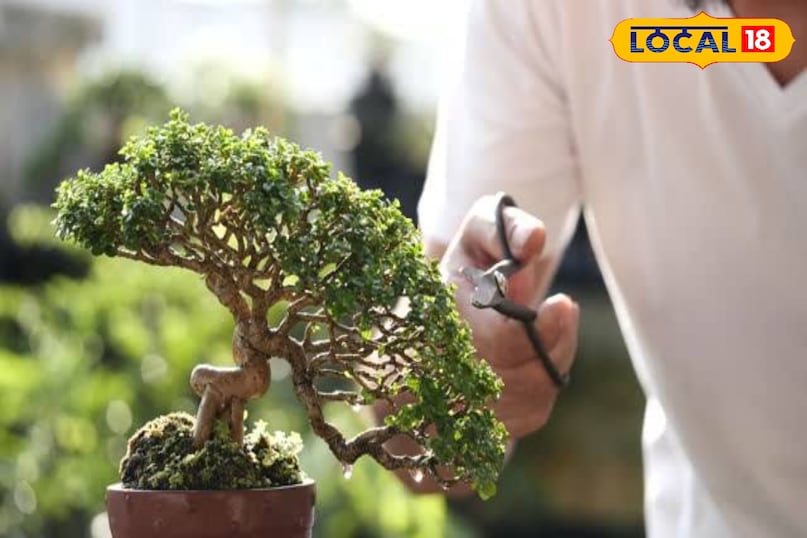 कटाई-छंटाई पेड़ को सुडौल आकार देने और फलों की गुणवत्ता बनाए रखने के लिए नियमित छंटाई जरूरी है। लंबी बढ़ रही शाखाओं को काटें और मोटी शाखाओं को सही दिशा देने के लिए एल्युमिनियम तार का सहारा लें। हर दो-तीन साल में जड़ों की छंटाई करके पेड़ को नए गमले में लगाएं। 